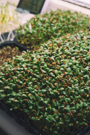 Methi Seeds