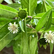 Bhringraj
